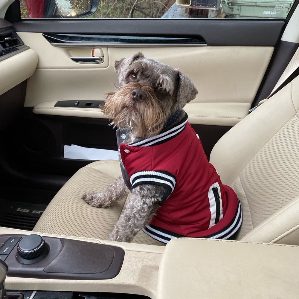 Dog Varsity Jacket - Picture 4 of 13